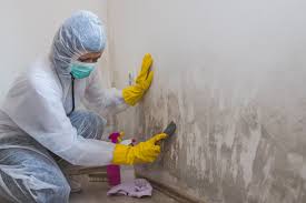 Best Attic Mold Removal in Akron, NY